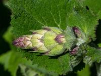 Blütenrispe im Weinberggarten